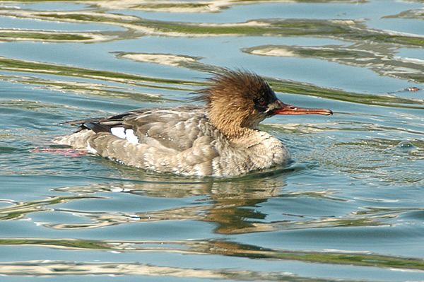 Red-breasted Merganser