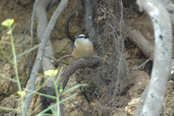 Red-breasted Nuthatch