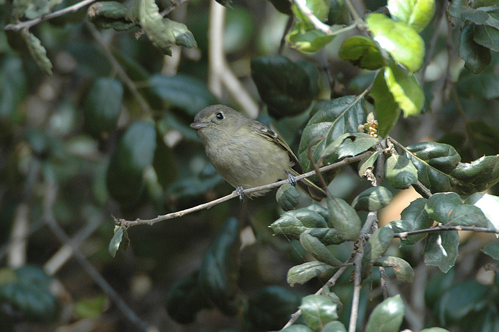 Ruby-crowned Kinglet