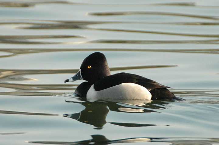 Ring-necked Duck