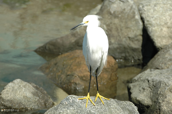 Snowy Egret