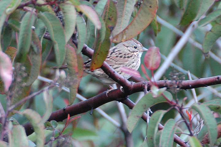 Lincoln's Sparrow