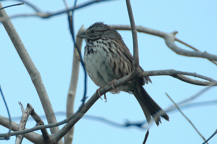 Song Sparrow