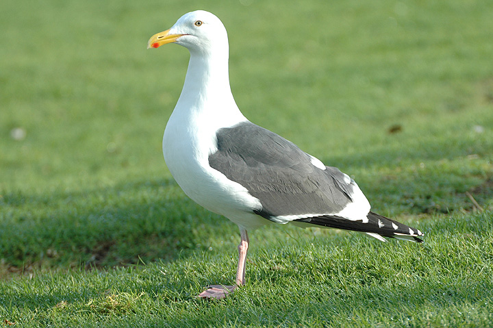 Western Gull