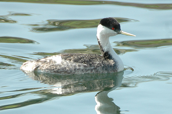 Western Grebe