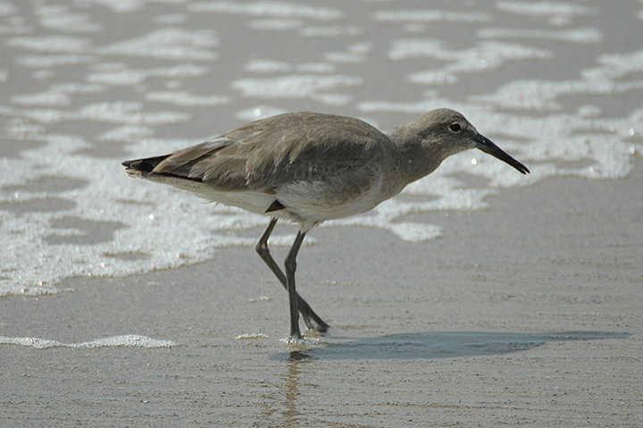 Willet