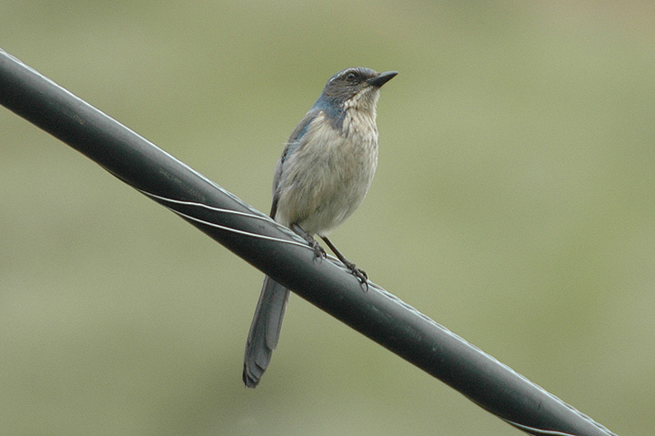 Western Scrub Jay