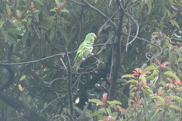 Yellow-chevroned Parakeet