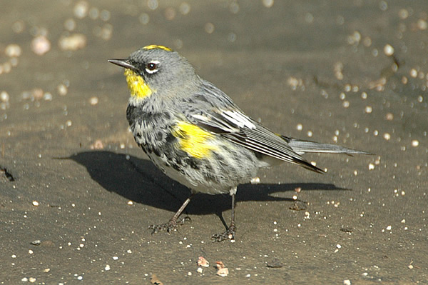 Yellow-rumped Warbler