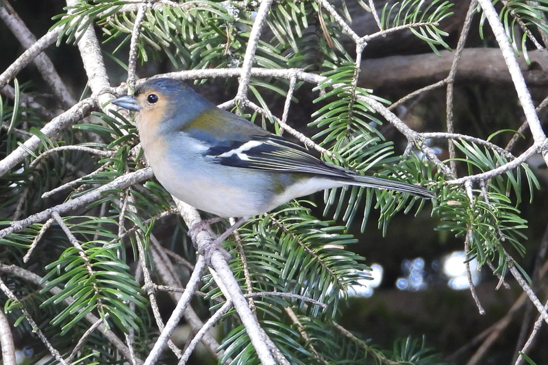 Madeiran Chaffinch
