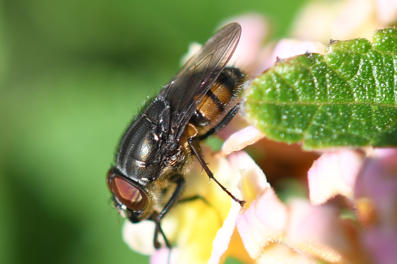 Stomorhina lunata