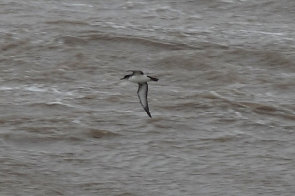 Manx Shearwater