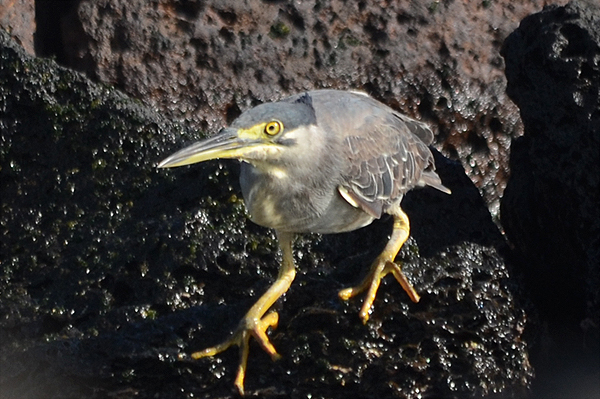 Green-backed Heron