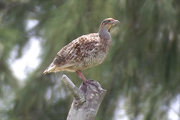 Grey Francolin 