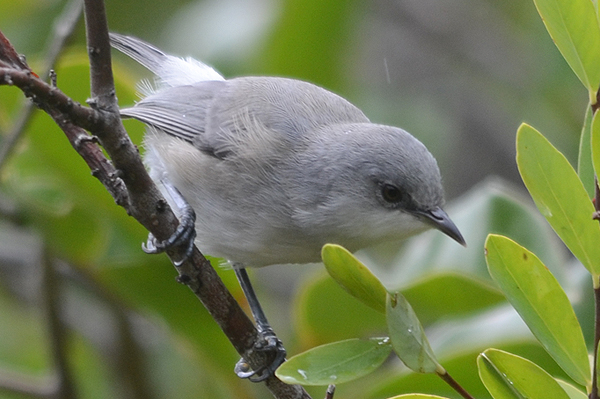 Grey White-eye