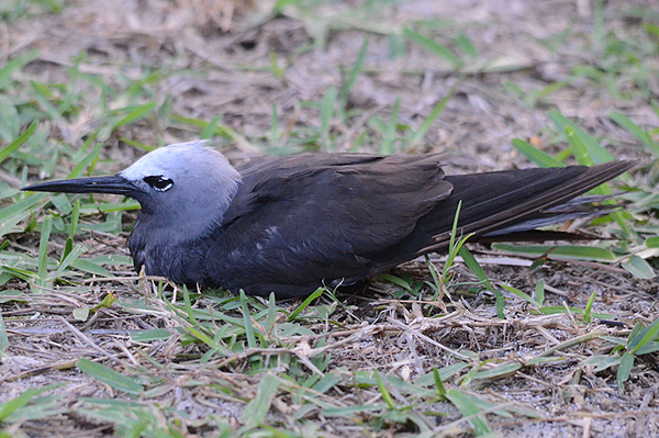 Lesser Noddy