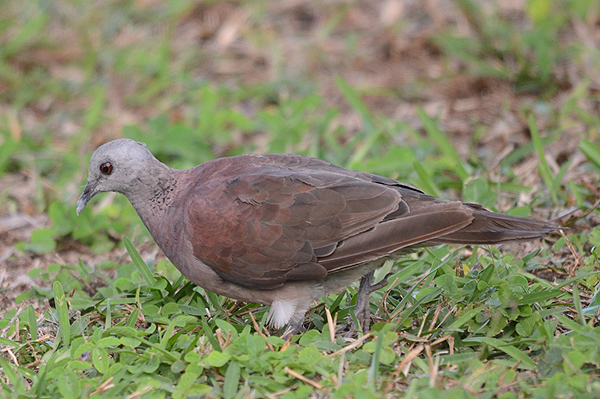 Madagascar Turtle Dove 