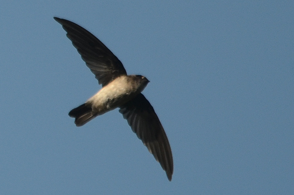 Mascarene Swiftlet