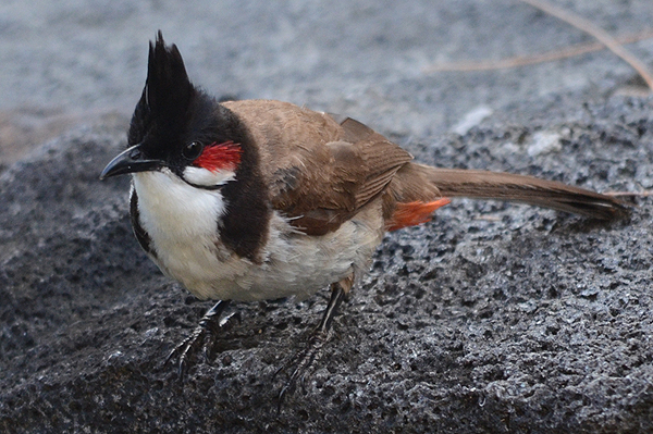 Red-whiskered Bulbul 