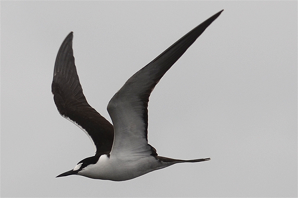 Sooty Tern