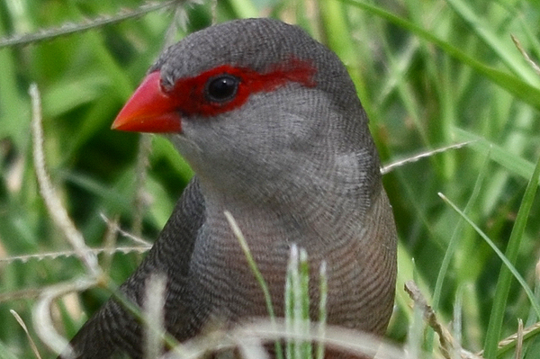 Waxbill 