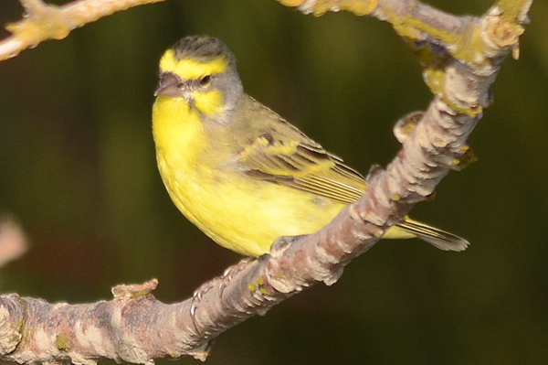 Yellow-fronted Canary