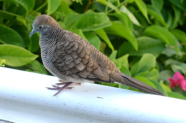 Zebra Dove 