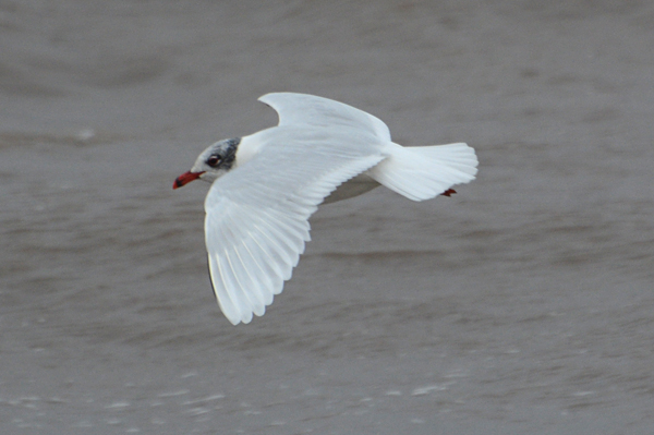 Mediterranean Gull