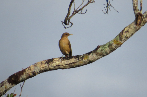 Clay-colored Robin