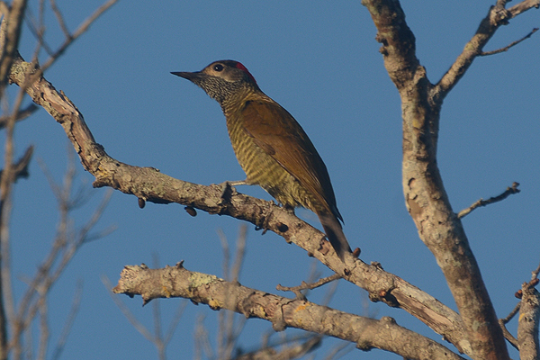 Golden-olive Woodpecker