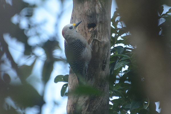 Golden-fronted Woodpecker