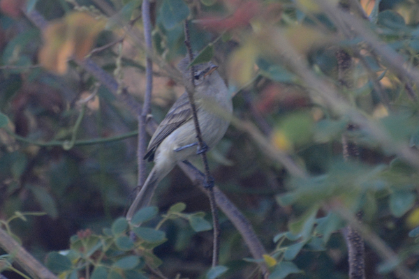 Gray Flycatcher