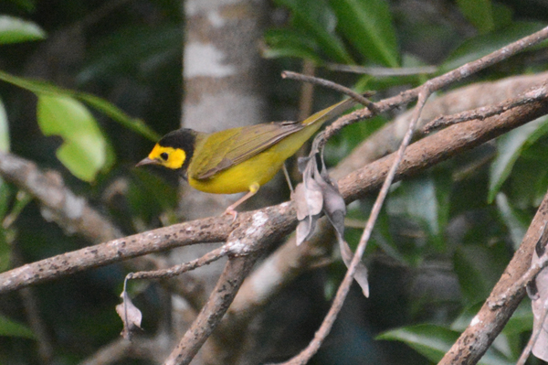 Hooded Warbler