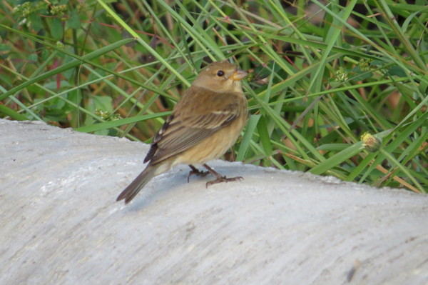 Indigo Bunting