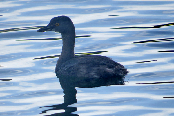 Least Grebe