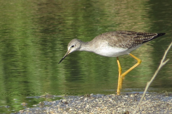 Lesser Yellowlegs