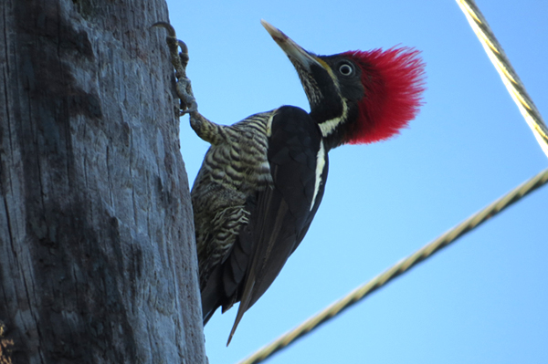 Lineated Woodpecker