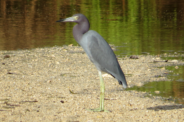 Little Blue Heron