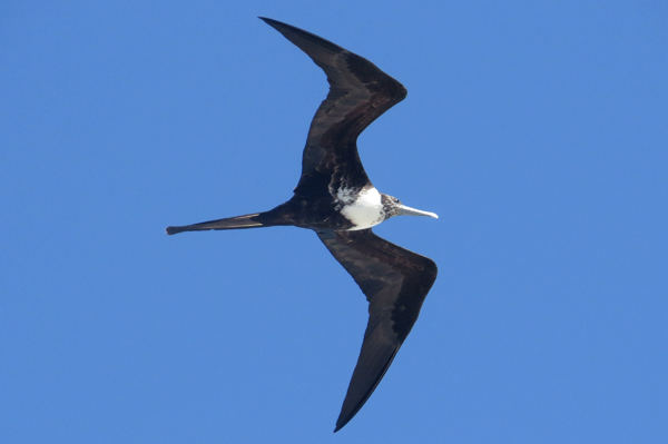 Magnificent Frigatebird