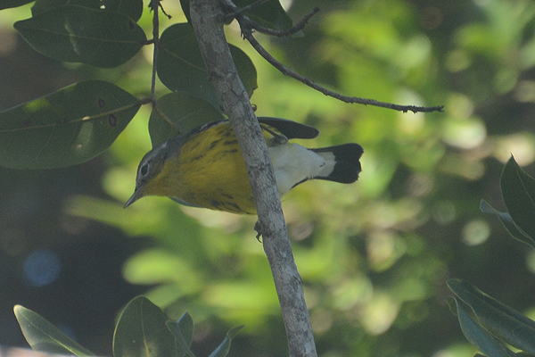 Magnolia Warbler