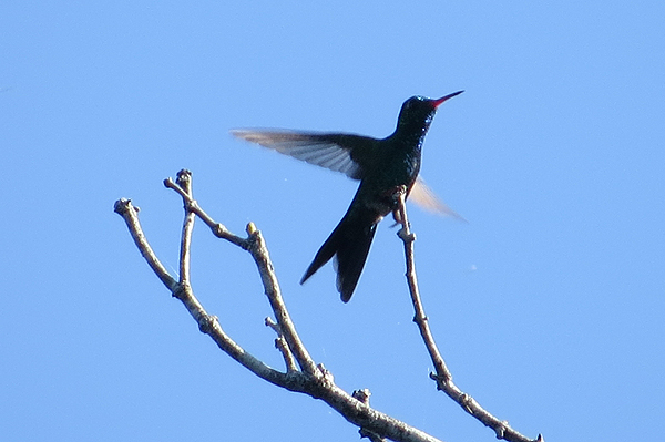 Mexican Emerald