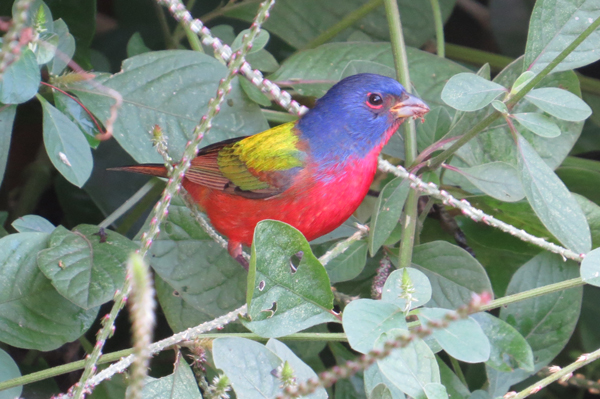 Painted Bunting