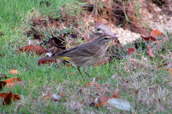 Palm Warbler