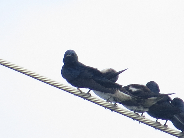 Purple Martin