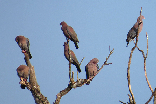 Red-billed Pigeon