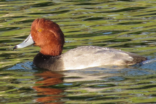 Redhead