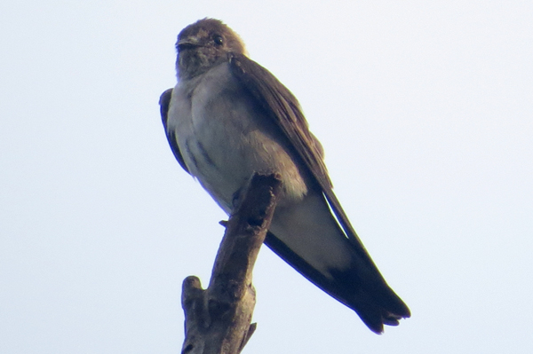 Ridgway's Rough-winged Swallow