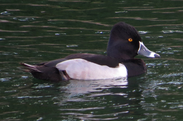 Ring-necked Duck