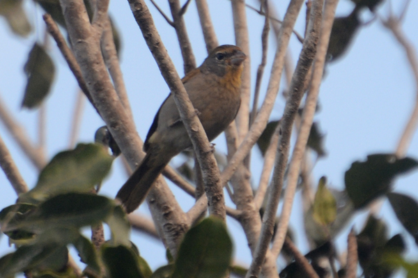 Rose-throated Tanager 