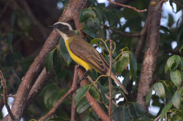 Social Flycatcher